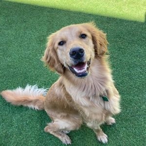 Meet your Posher, Anya